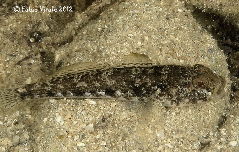 Gobius niger